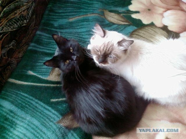 Начинаем котовторник!