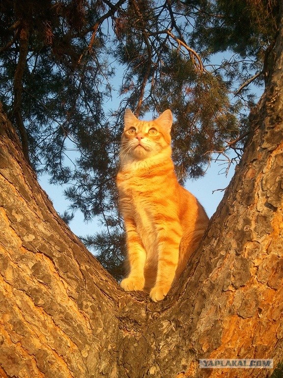 Котовторник! 11.10.11