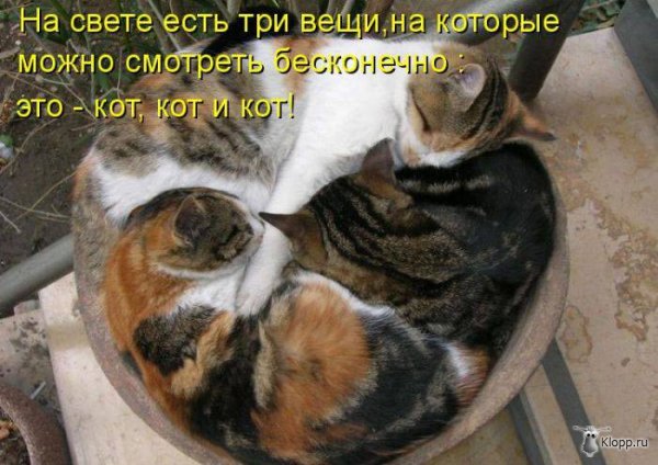 Котовторник (31.01.2012)