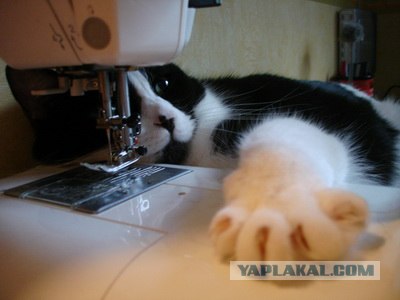 Котовторник (21.02.2012)