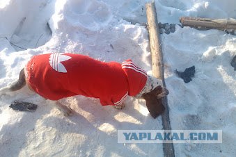 Четкий пацан в Адидасе