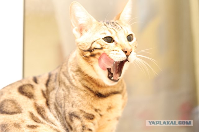 Котовторник  от 3.04.2012