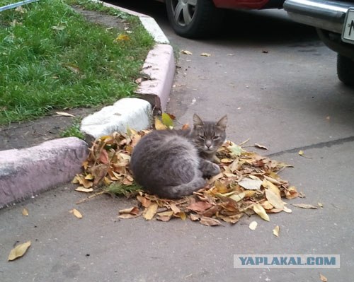 Котовторник  12. 06. 2012