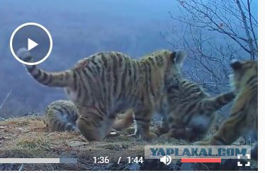 Целое семейство краснокнижных амурских тигров попало в объектив видеоловушки. Такое видео ученые получили впервые