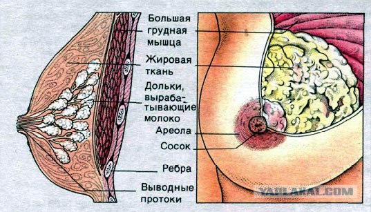 Сися