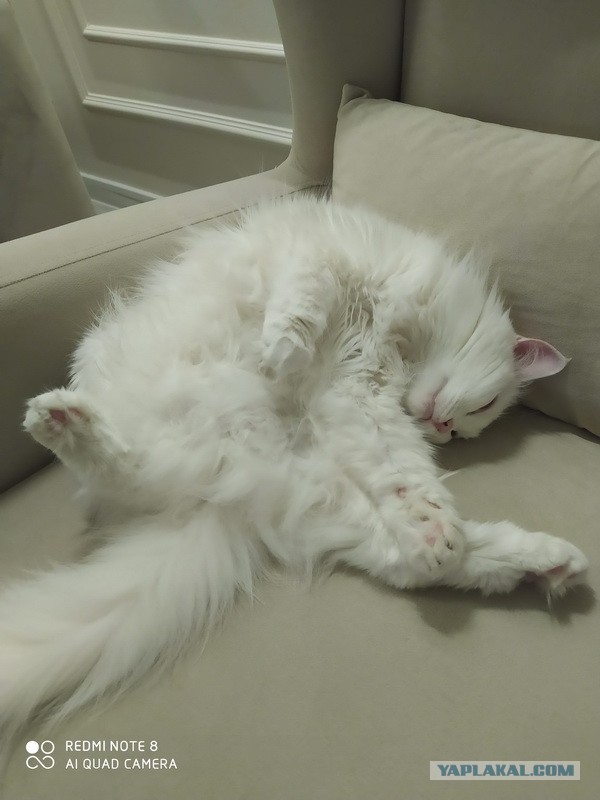 Коты, которые нас порадовали!