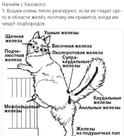 Как правильно гладить киску