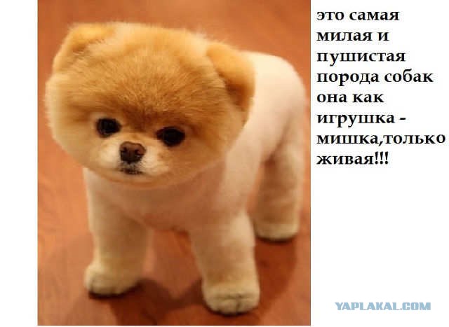 Таксидермия + наркомания