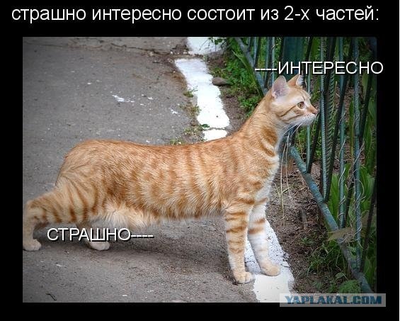 Ну оооочень любопытный кот!