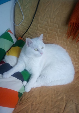 Женщина купила котенка, но он вырос почти до размера волка и рычит по ночам