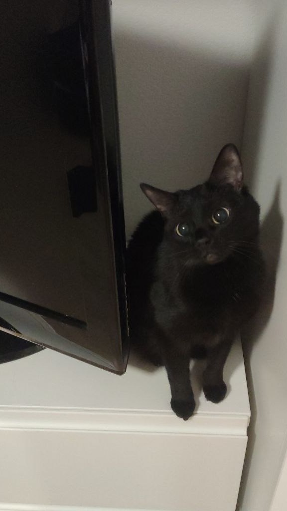 Коточетверг!
