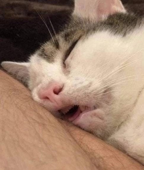 Коты-работяги