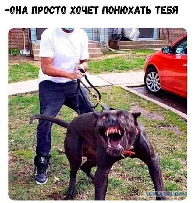 В Перми на зоозащитника напала собака