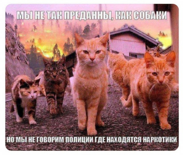 Всего понемногу. От 29.07