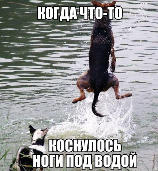 Средашние баяны