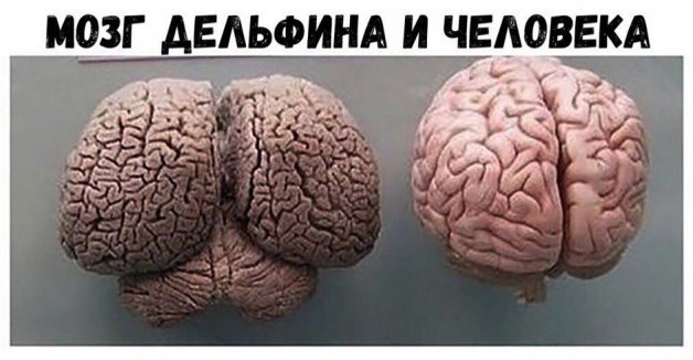 Если дельфины такие умные, то почему они не построили свою цивилизацию?