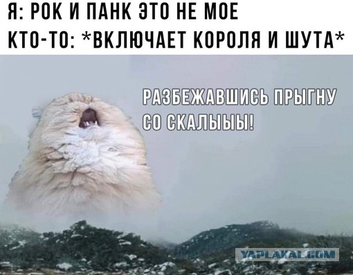 Снежные барсы играют на скале