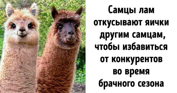 При царе отрезали бороды. А теперь хотят и …..