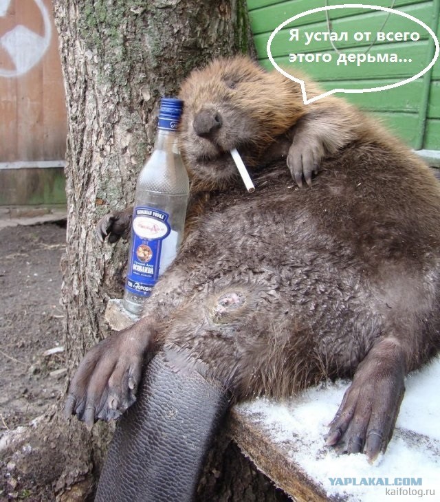 Виктория Боня готовит коллективный иск против Соловьёва, Милонова и Лебедева