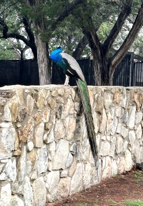 Литературное заведение "Буквица"