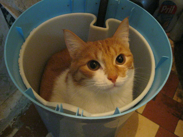 Мне два ведра кошек, пожалуйста...