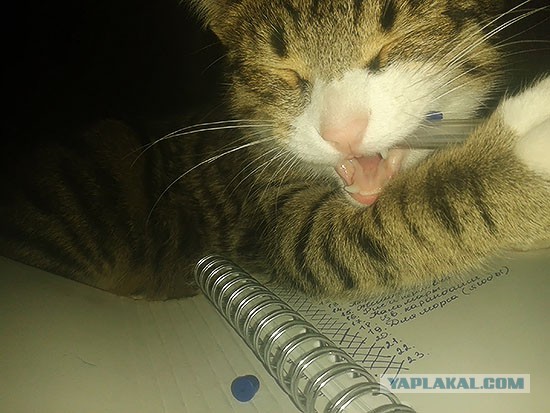 Котовторник 24.06.2014