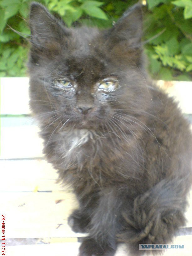 Котовторник 24.06.2014