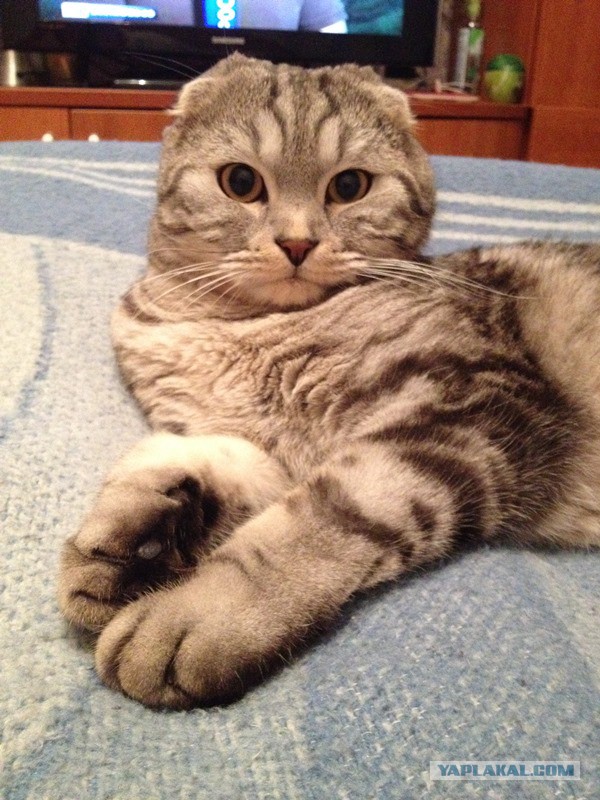 Котовторник 9.12.2014