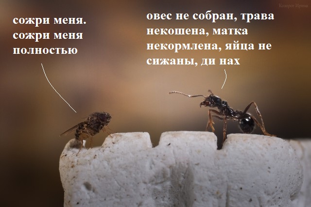 Муха и муравьи - удивительная история