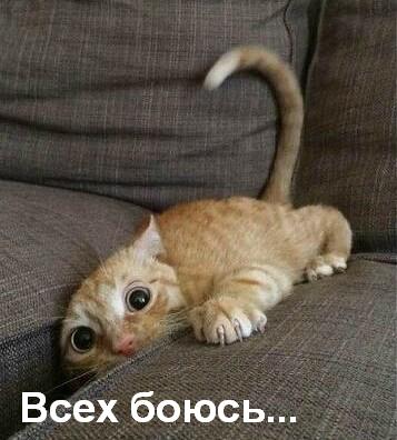 Злые киски