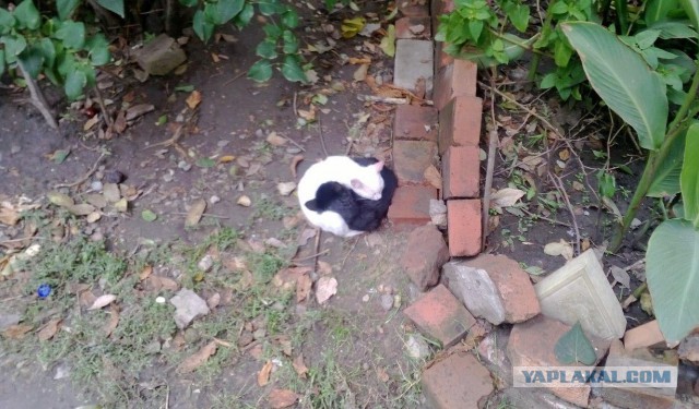 Вся суть котэ