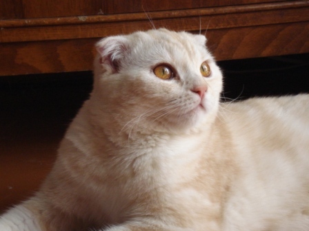 Котовторник 14.07.2015