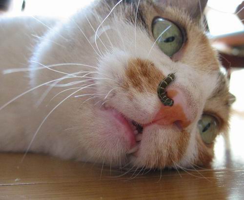 Коты, кошки, котята