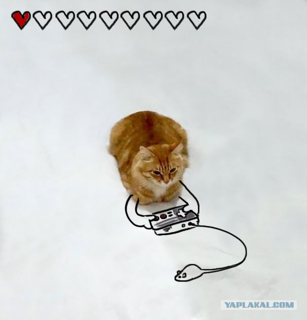 Рождение нового кото-мема