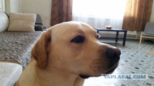 Собакочетверг же, ау!