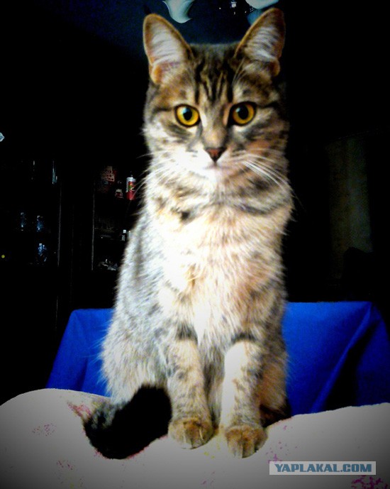 Новогодний котовторник,05.01.16.
