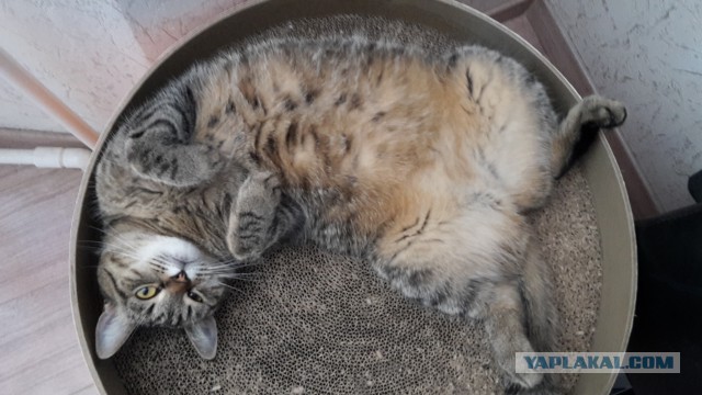 Те, которым мы помогли.