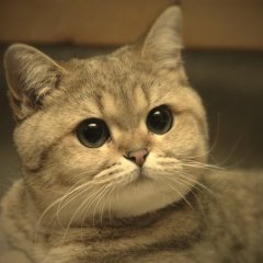 Сердюков прилетел к магазину в Рязани на вертолете