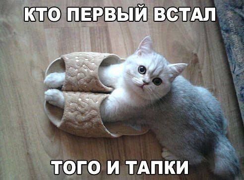 Мохнатые беспредельщики