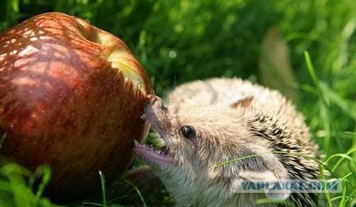 Обжоры