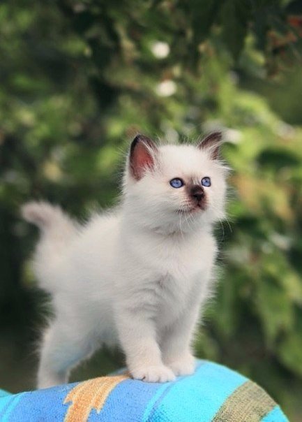 Коты из сети