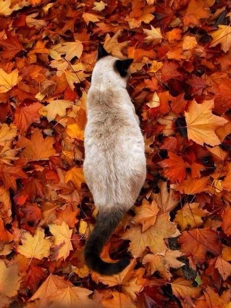 Коты из сети