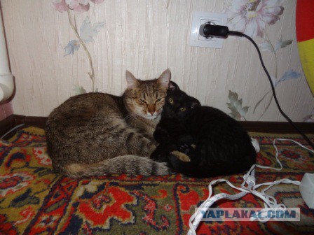 Котовтоник 29.11.2016.