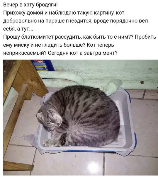Порция абсурдного юмора на следующую неделю