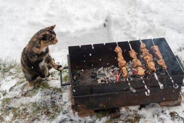 Прикольные картинки
