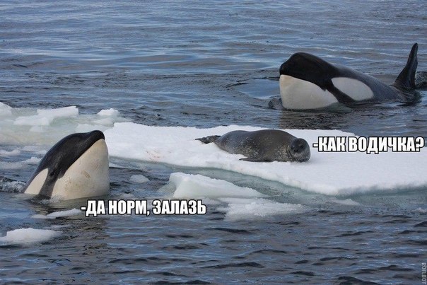 Интеллектуально-деградационный юмор на ЯПе