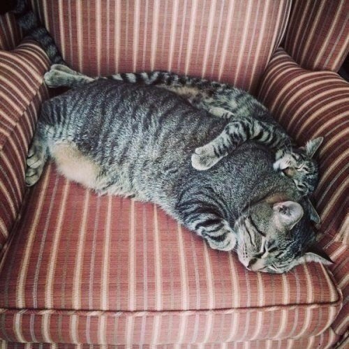 Коты и Кошки