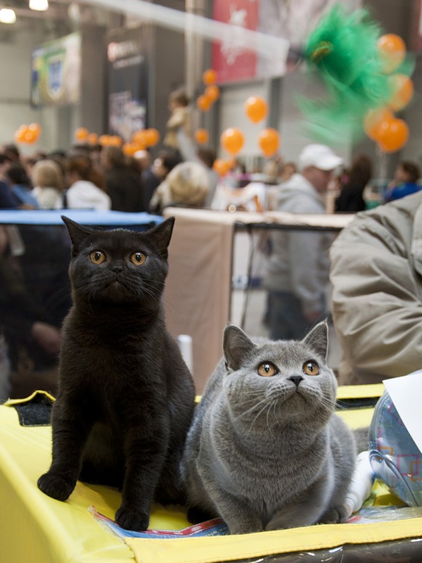 Коты и Кошки