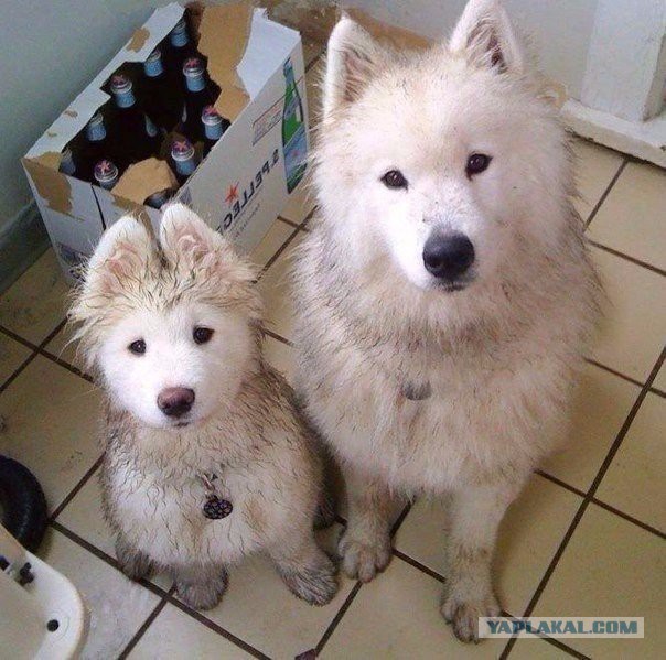 Картинок разных