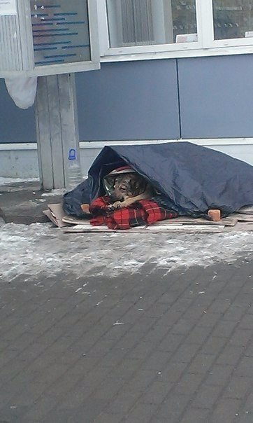 Живность из сети